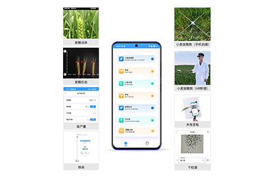 镇江市小麦表型测量仪IN-XM05